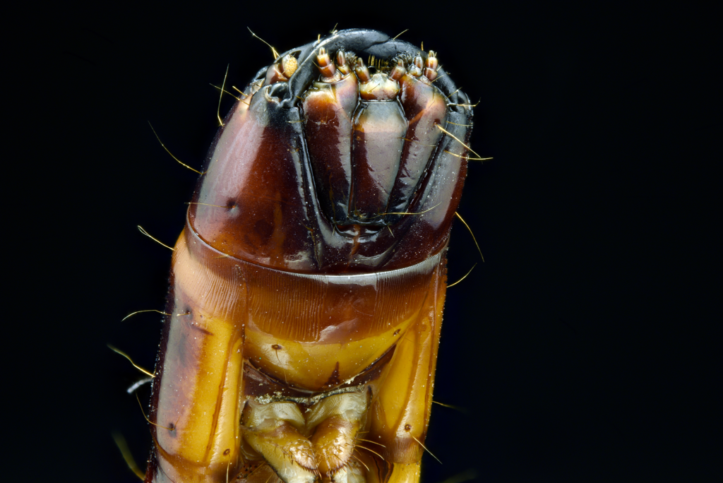 Лечинки жуков проволочники