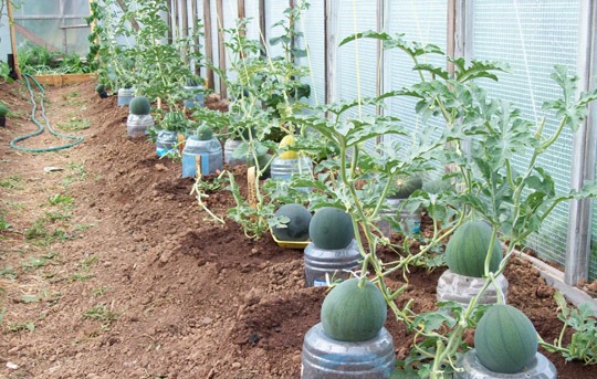 Как выращивать арбузы в теплице из поликарбоната