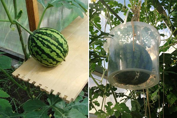 Как выращивать арбузы в теплице из поликарбоната