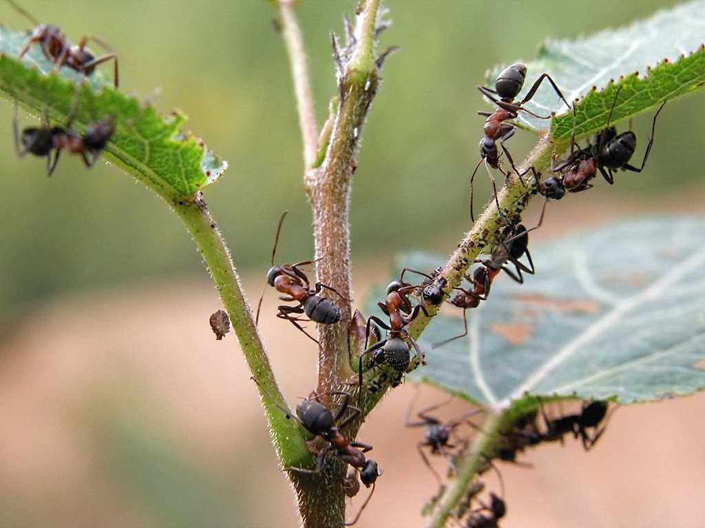 муравьи фото томат