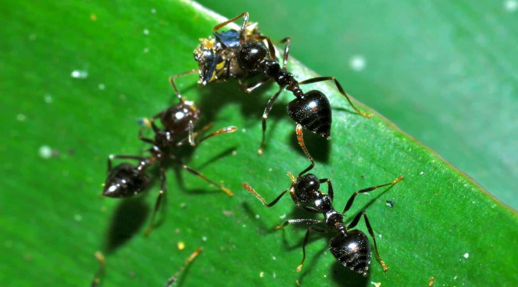 муравьи муравей на огурце