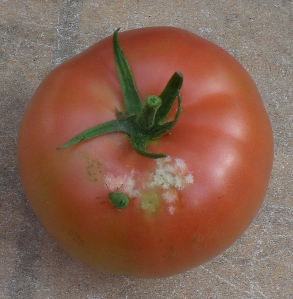 садовый клоп щитник фото томат