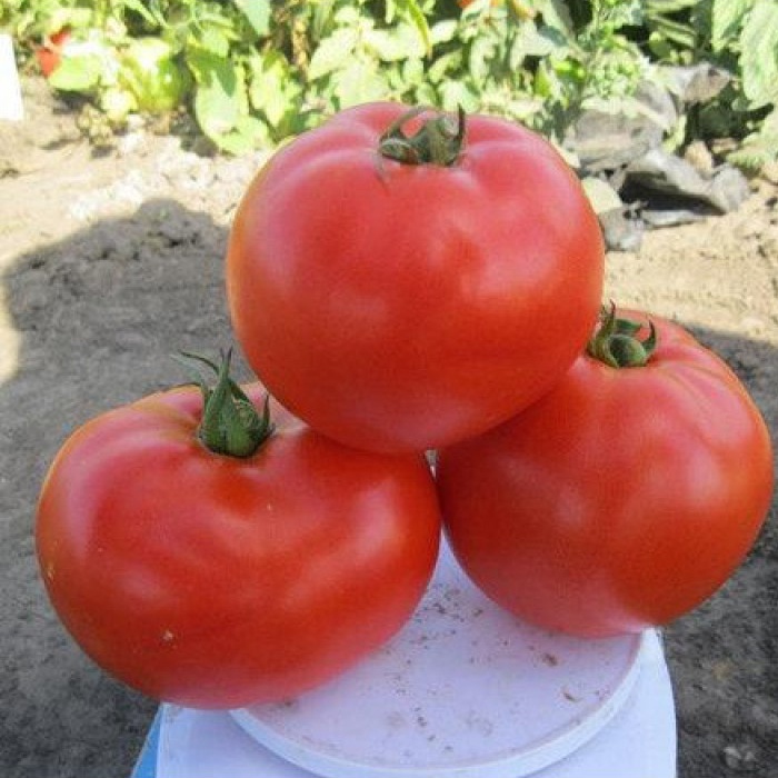 1504 F1 - низькорослий гібрид помідору для відкритого грунту