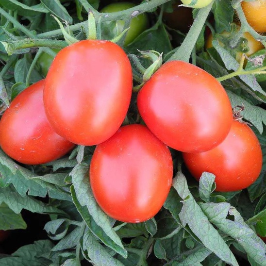 Бріксол F1 - низькорослий гібрид помідору для відкритого грунту