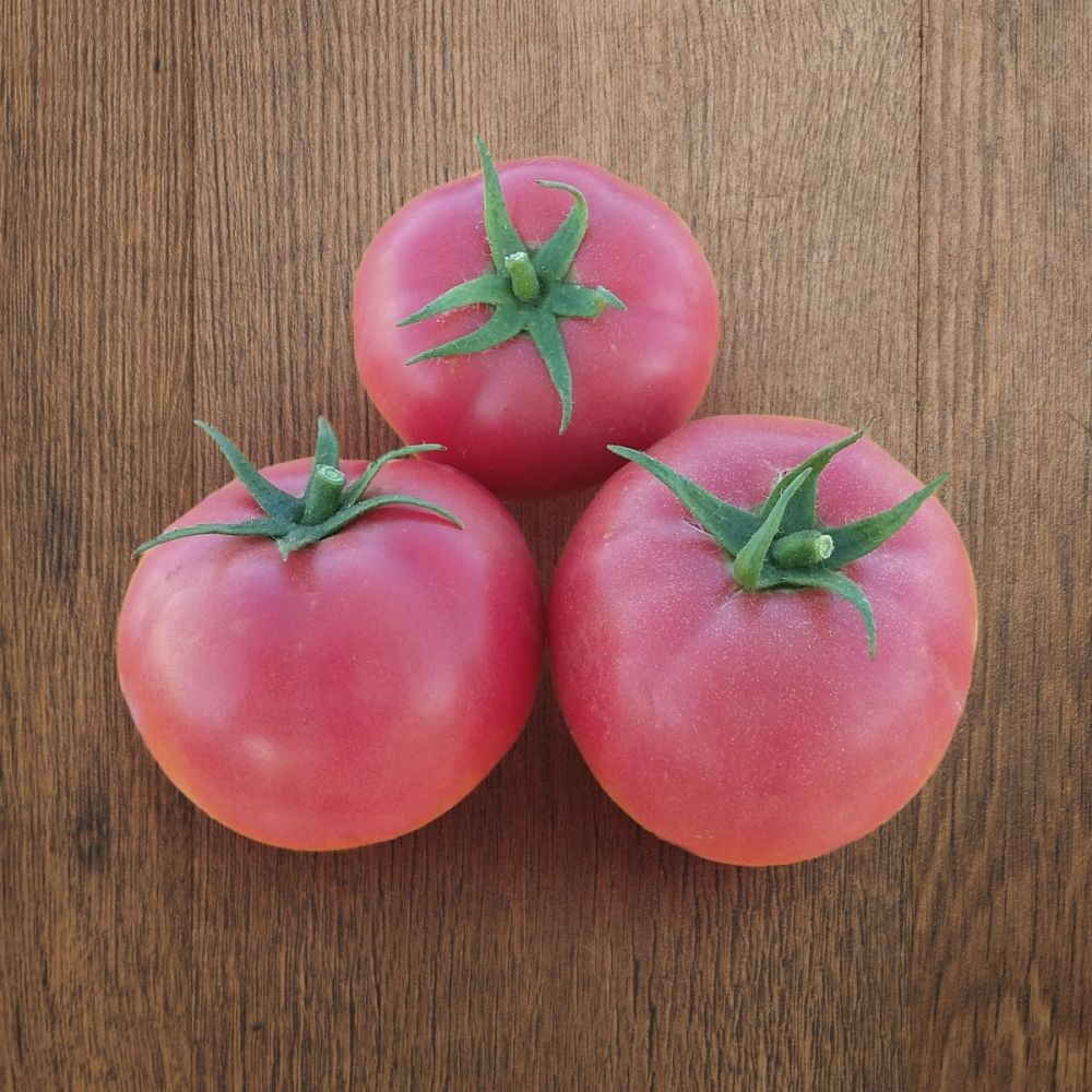 Хапінет F1 - низькорослий гібрид помідору для відкритого грунту