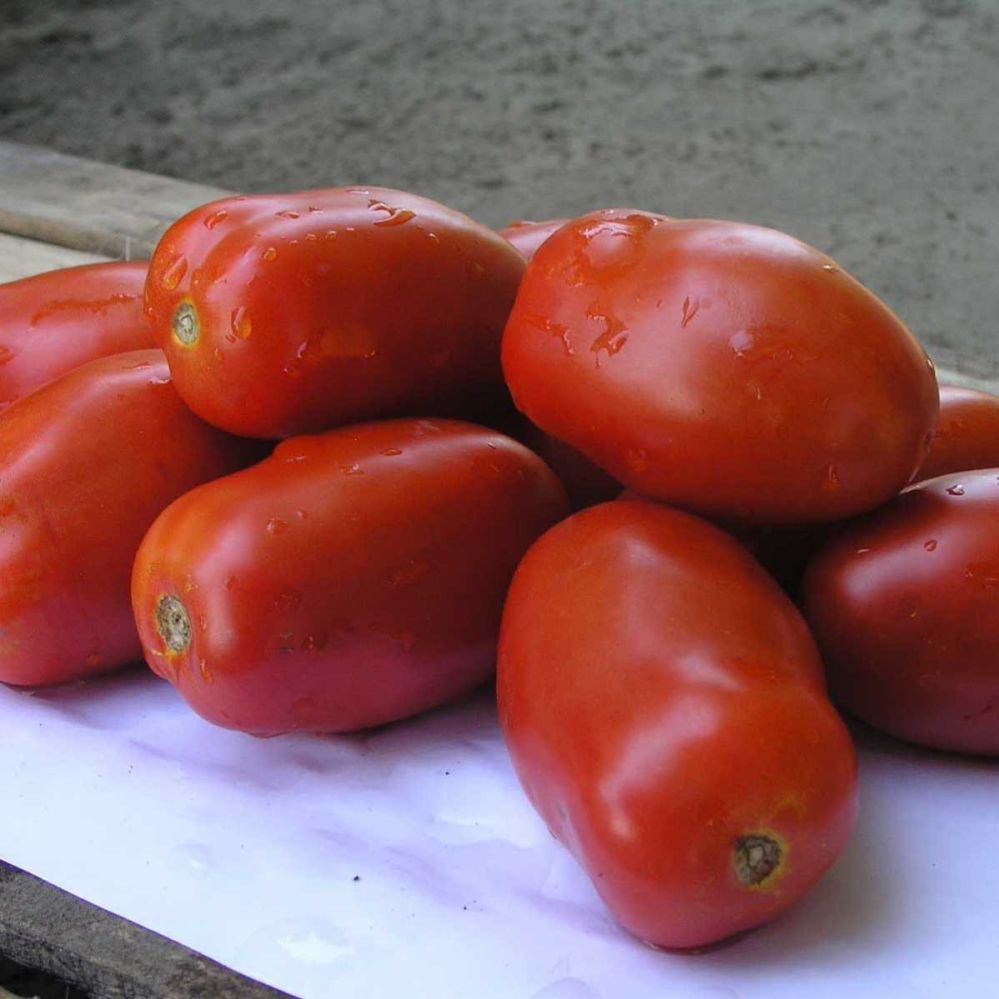 Інкас F1 - низькорослий гібрид помідору для відкритого грунту