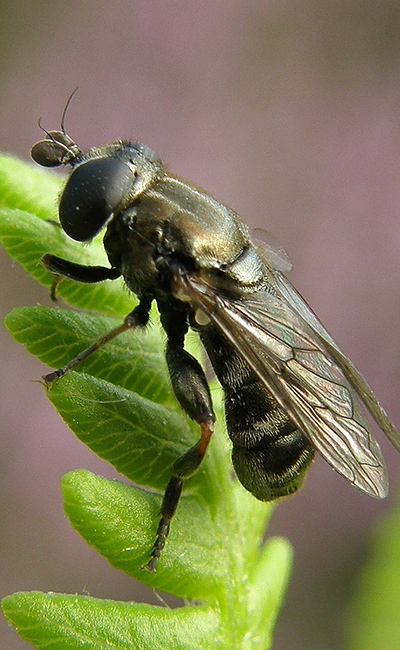 луковая журчалка муха фото на листьях вредитель лука
