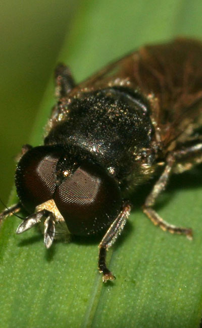 вредитель лука луковая журчалка муха фото на луке