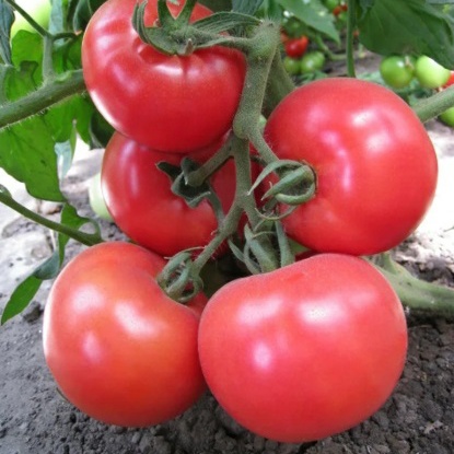 Малинка Стар F1