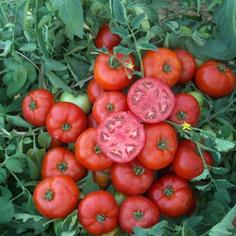Мармара F1 - низькорослий гібрид помідору для відкритого грунту