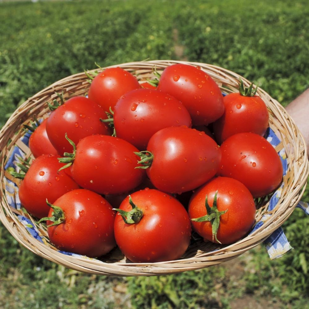 Наміб F1 - низькорослий гібрид помідору для відкритого грунту