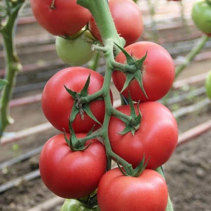 Пінкі Спринтер F1