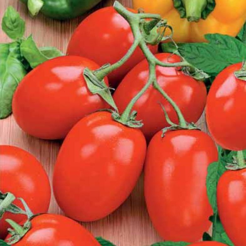 Ріо Фуего - низькорослий сорт помідору для відкритого грунту