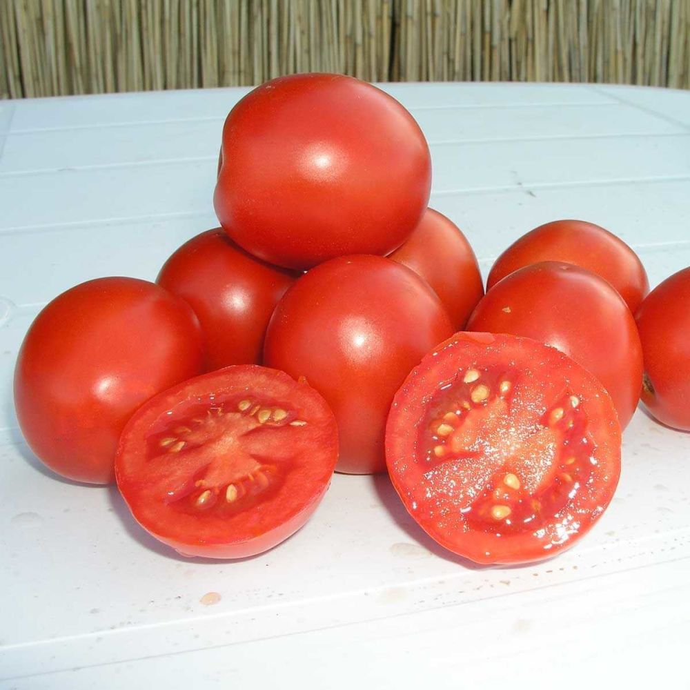 Солероссо F1