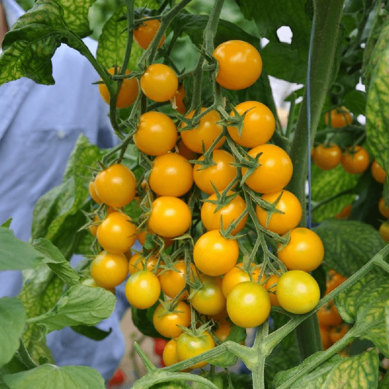 Стар Голд F1