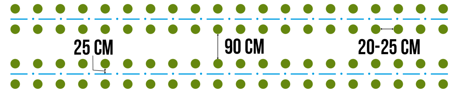Схема посадки капусты. Схема посадки пекинской капусты. Схема высадки пекинской капусты. Схема посадки рассады пекинской капусты. Пекинская капуста схема посадки в открытый.