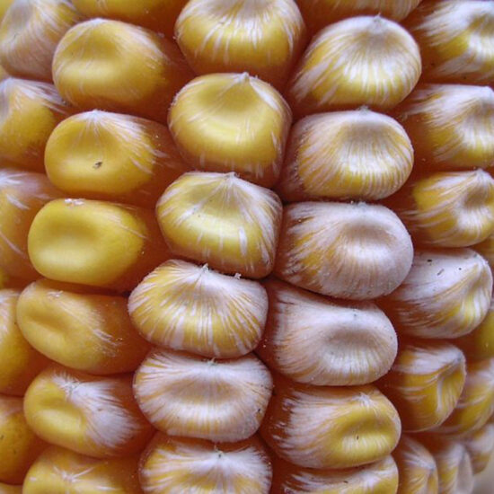 фото фузариоза початков на кукурузе сладкой