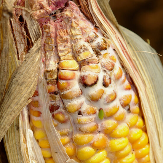 фото красной гнили початков на кукурузе сахарной