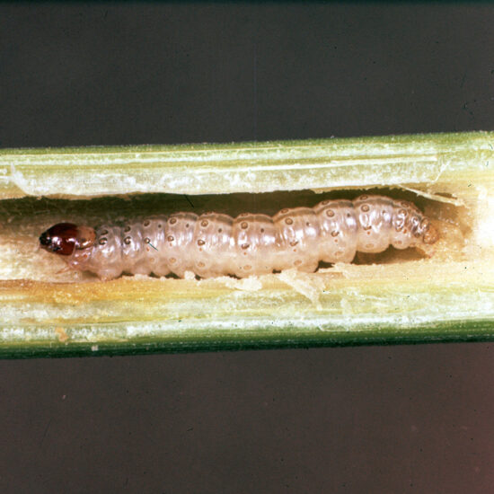 фото гусеницы кукурузного стеблевого мотылька на кукурузе сахарной