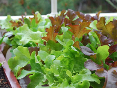 выращивание салата на подоконнике зимой