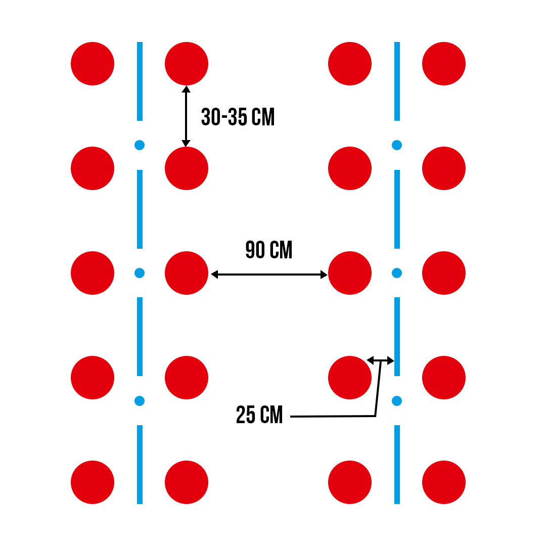 схема посадки томатов в теплице. схема посадки высокорослых томатов. на каком расстоянии сажать томаты. на каком расстоянии сажать томаты. схема посева томатов в теплице.