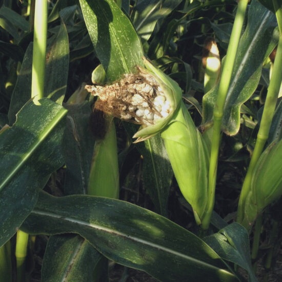 фото пузырчатой головни кукурузы сахарной
