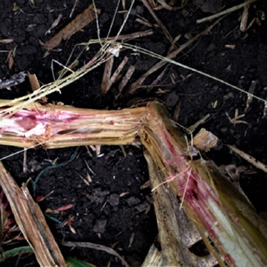 фото стеблевой гнили на кукурузе сахарной