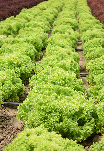 вирощування зелені салату у відкритому грунті