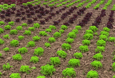 условия выращивания салата летом