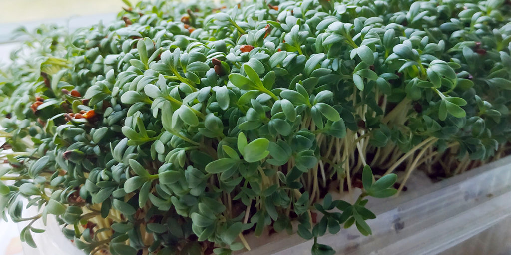 кресс-салат микрозелень микрогрин фото