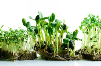 выращивание микрозелени