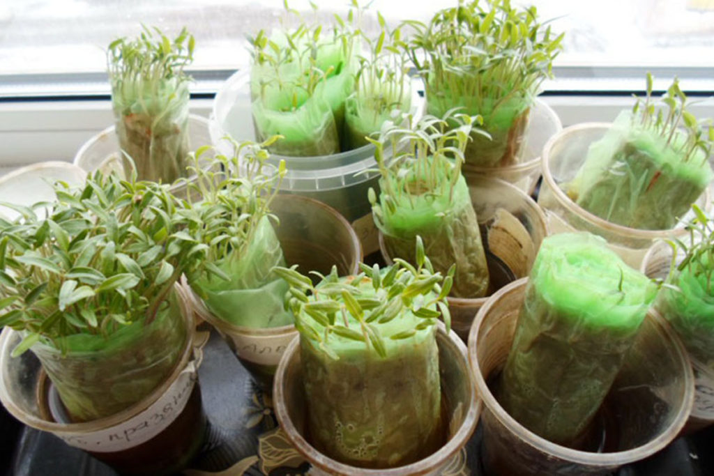 микрозелень микрогрин выращивание проращивание