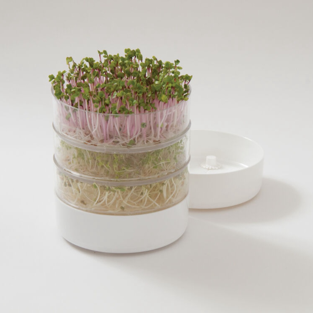 Способы выращивания микрозелени, технология и необходимые условия ...