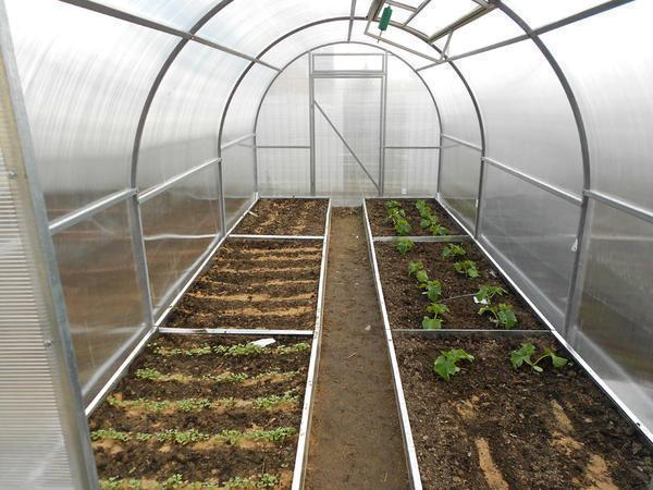 посадка зимньої редьки