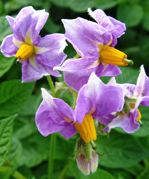 цветы картофеля