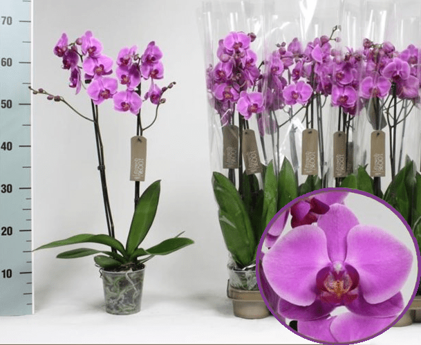 какую орхидею выбрать