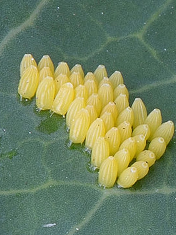 вредители капусты фото капустная белянка яйца