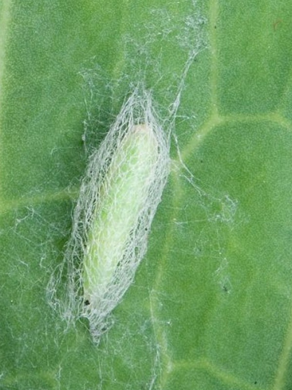 вредители капусты фото капустная моль