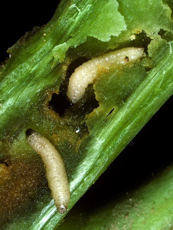 вредители капусты фото стеблевой скрытнохоботник личинки