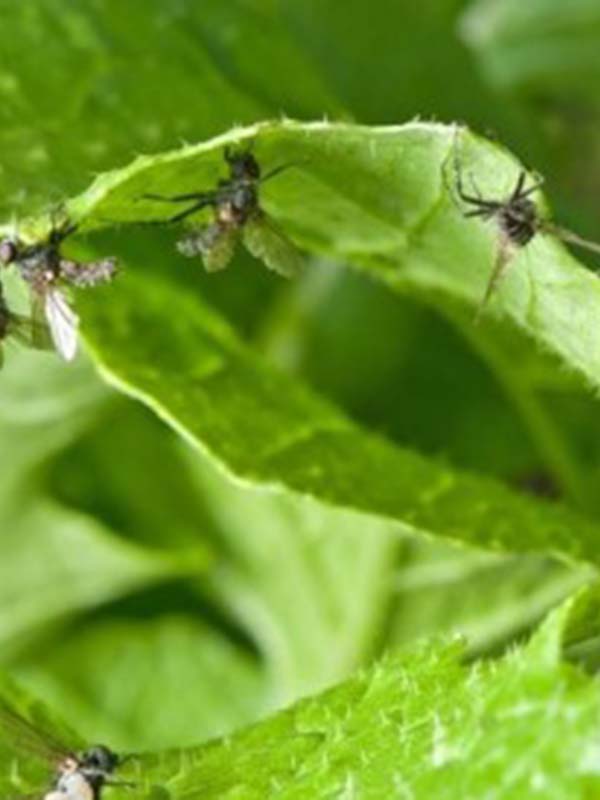 вредители капусты фото летняя капустная муха