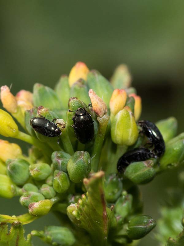 вредители капусты фото рапсовый цветоед жуки
