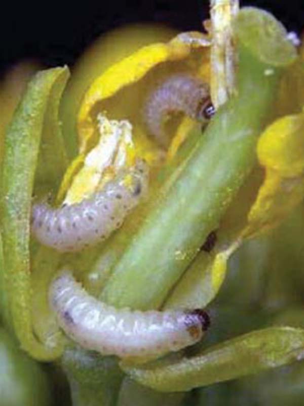 вредители капусты фото рапсовый цветоед личинки