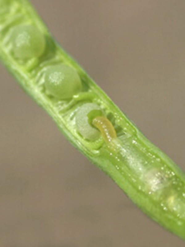 вредители капусты фото семенной рапсовый скрытнохоботник