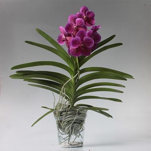 орхидея ванда