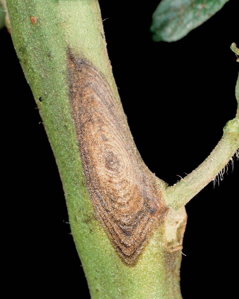 фото стебля грибковые болезни томата альтернариоз
