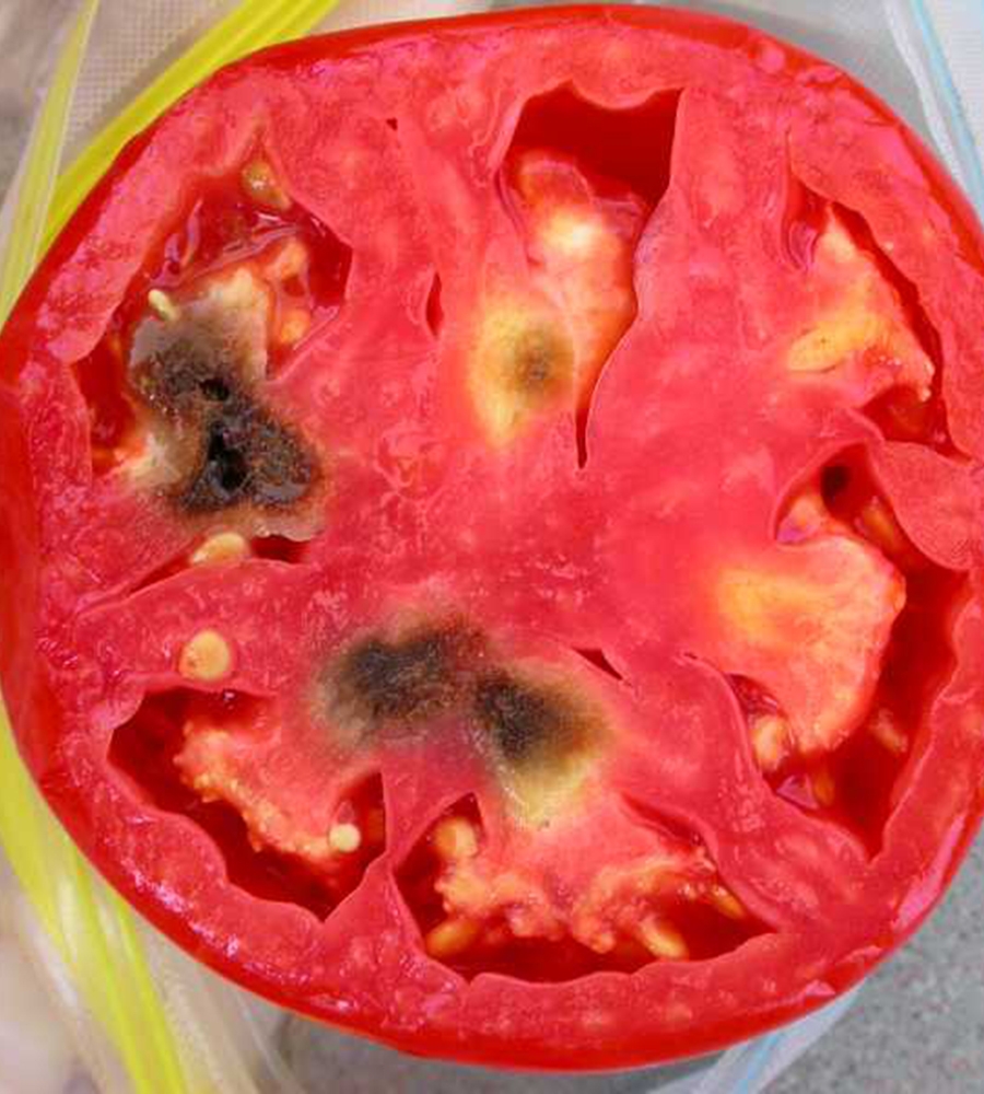 фотография плода грибковые болезни томата антракноз