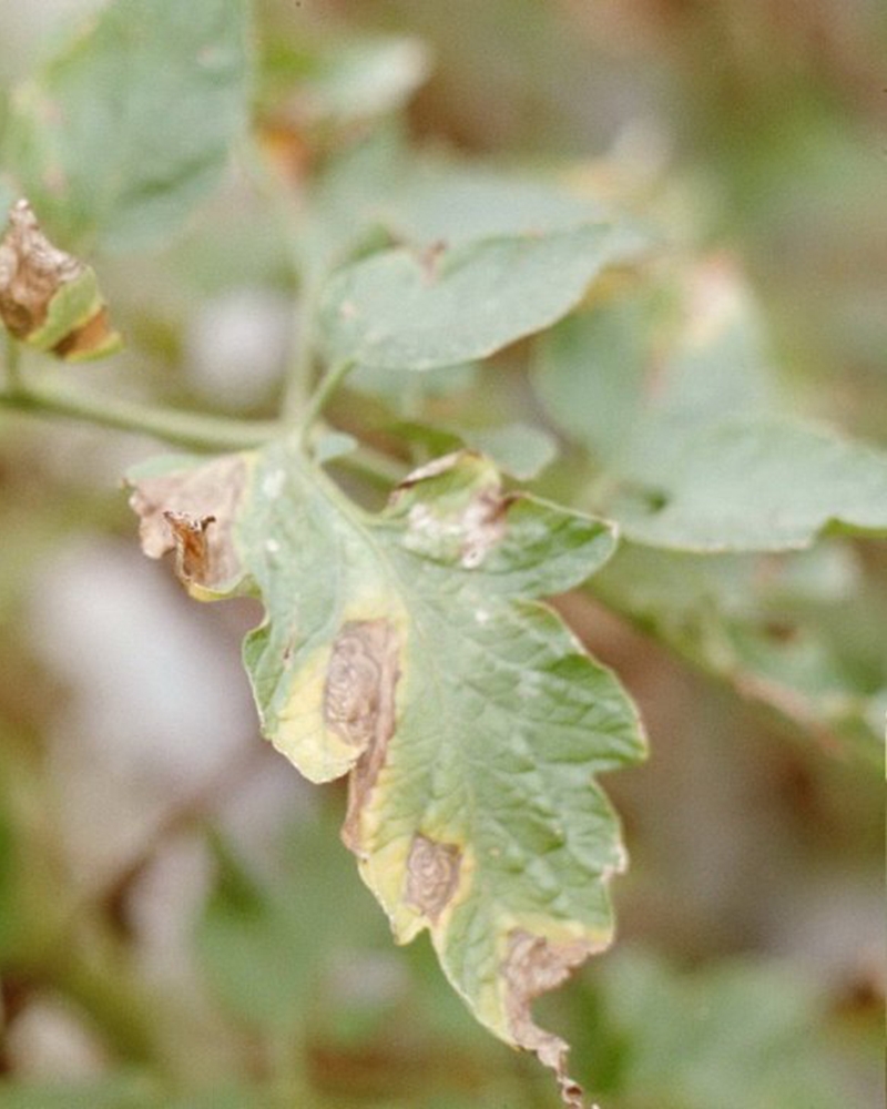 фото на листьях грибковые болезни томата антракноз