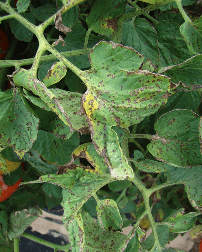 фото листьев черная бактериальная пятнистость томата