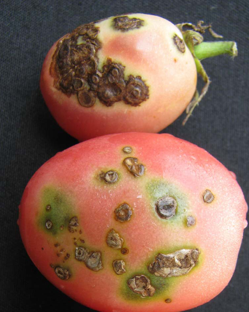 фото плодов черная бактериальная пятнистость томата