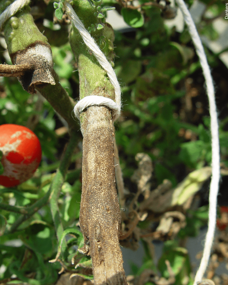 фото пораженного стебля дидимелез рак стеблей томата